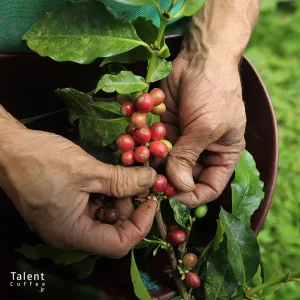 قهوه کلمبیا چیست