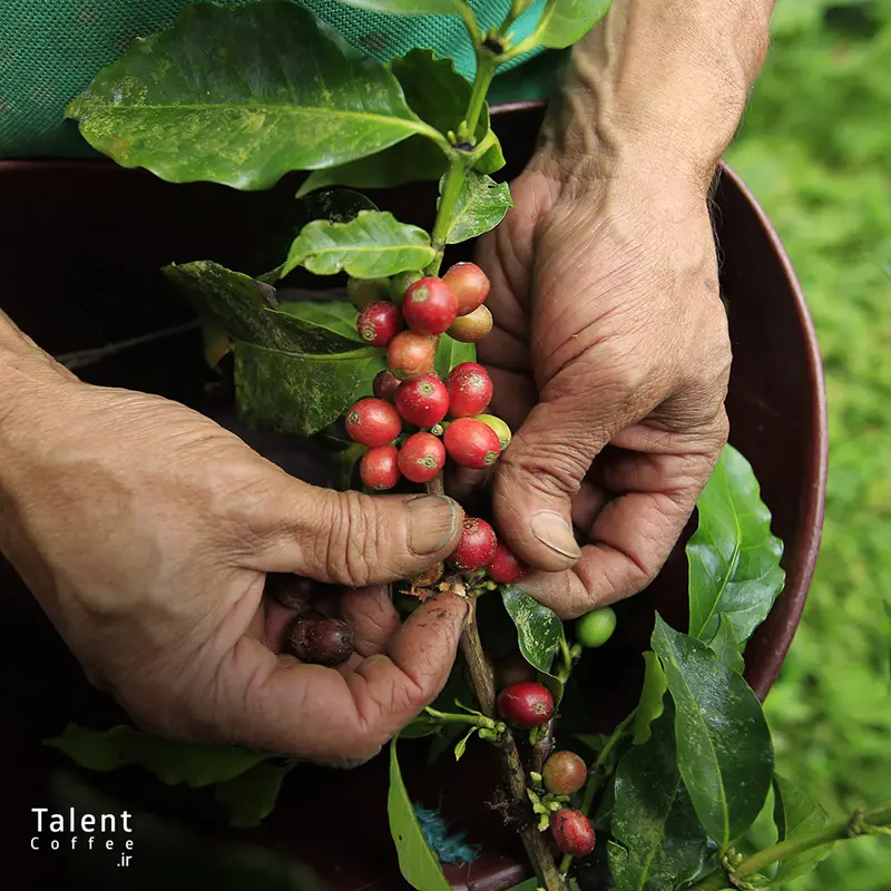 قهوه کلمبیا چیست