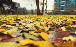 جمع کردن برگهای پائیزی