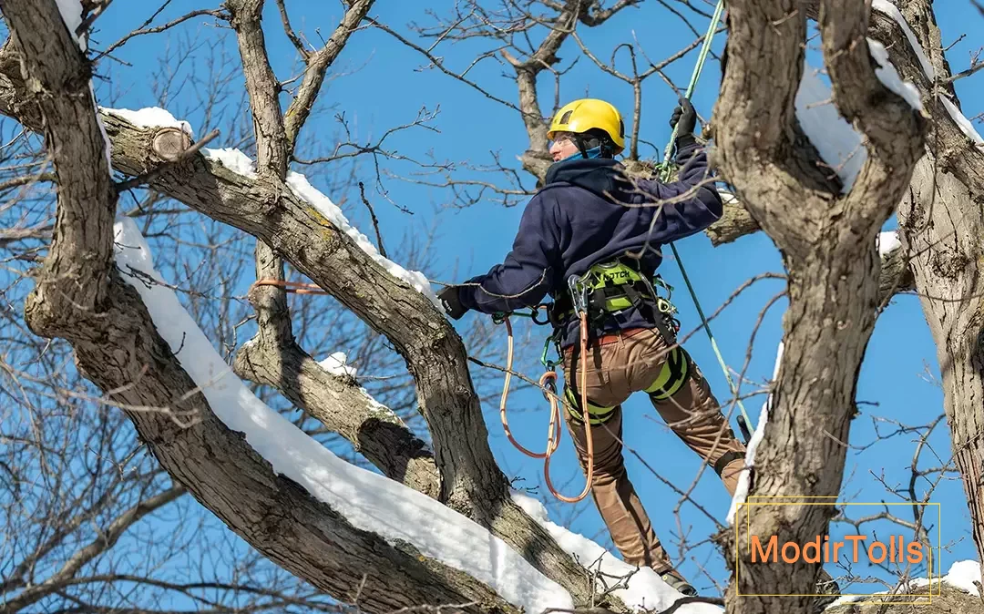 جمع کردن برگ ها در زمستان