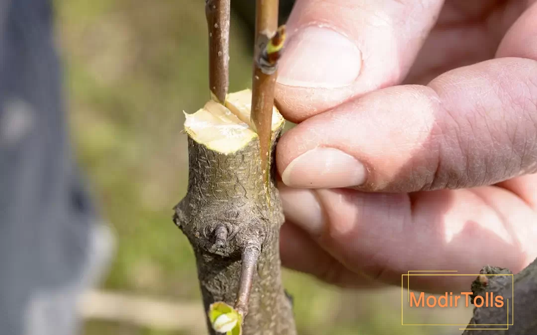 پیوند شکمی و اسکنه ای در کنار هم