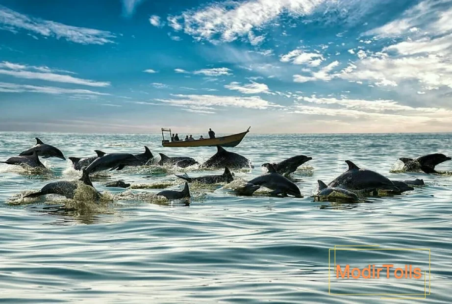 جزیره هنگام قشم