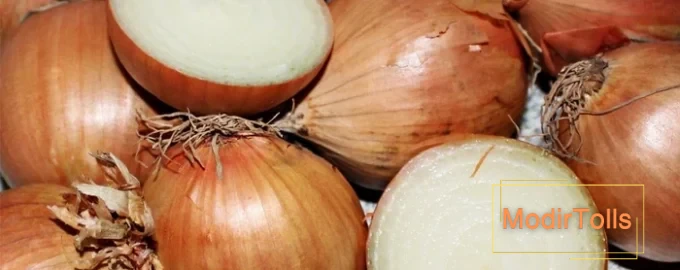 اگر هر روز پیاز بخورید چه تغییراتی در بدن ایجاد می شود: کارشناسان 8 مزیت را نام می برند