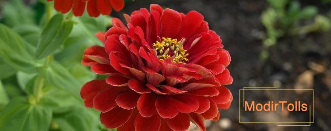 باغبانان باتجربه در مورد نحوه مراقبت صحیح از زینیا توصیه کردند