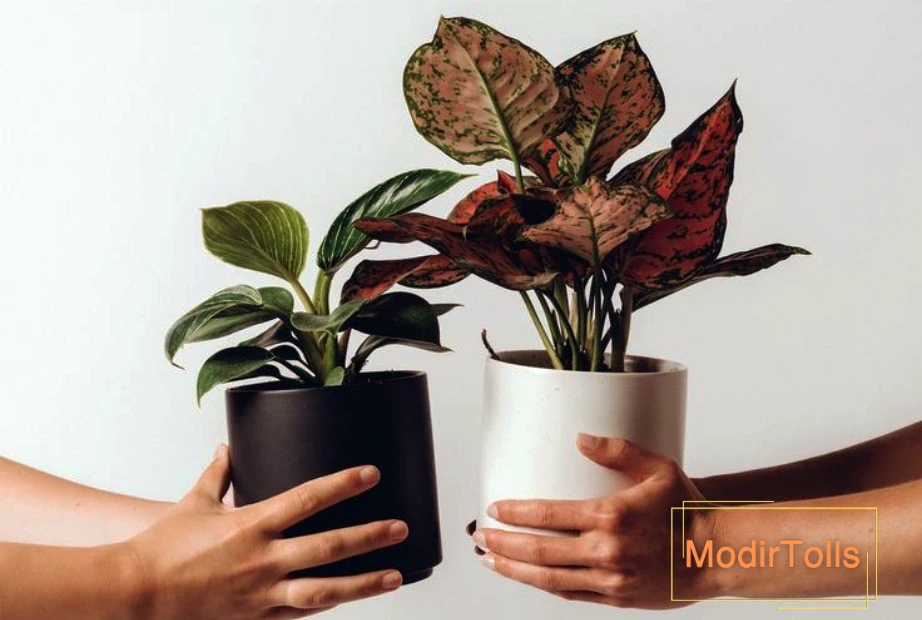 گلدان از انواع هدیه نمایشگاهی