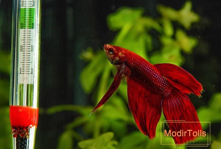 بخاری آکواریوم