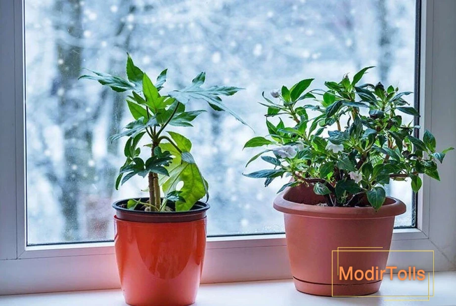 نگهداری از گیاهان آپارتمانی