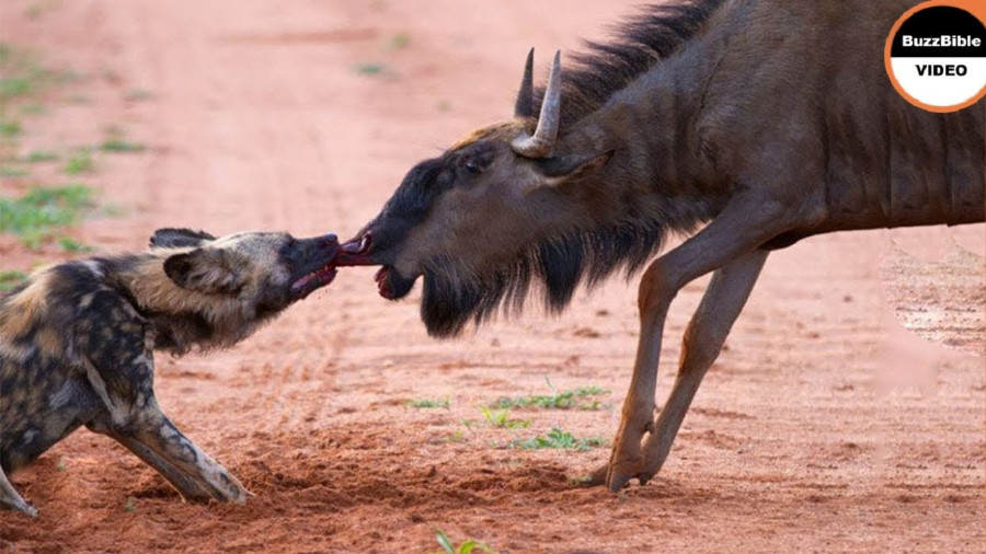 مستند حیوانات جدید , حیات وحش , رازبقا , حمله کفتار به کل یالدار