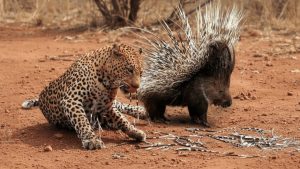 مستند حیوانات - حیات وحش جدید - رازبقا - شکست پلنگ از جوجه تیغی