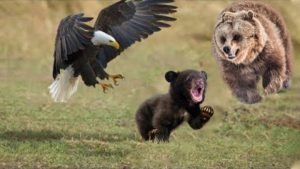 مستند حیوانات : حیات وحش : رازبقا جدید : نبرد عقاب با خرس