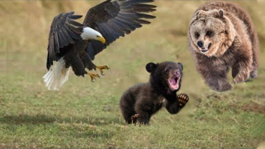 مستند حیوانات : حیات وحش : رازبقا جدید : نبرد عقاب با خرس