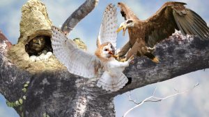 نبرد عقاب با جغد - مستند جدید رازبقا - حیات وحش - حیوانات