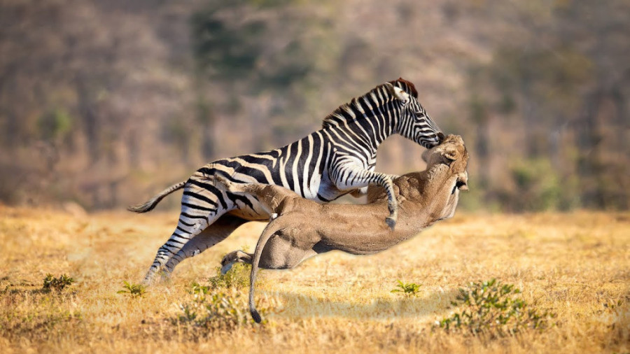 کره گورخر vs شیر - مستند رازبقا جدید - حیات وحش - حیوانات