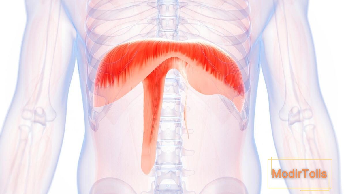 تنفس دیافراگمی در خوانندگی