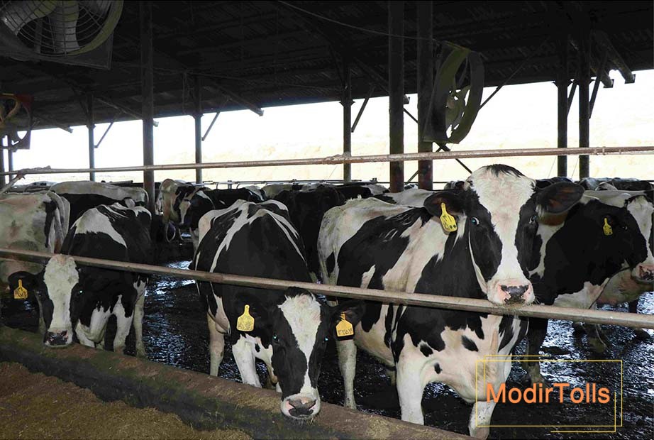 موتور برق برای گاوداری کوچک 