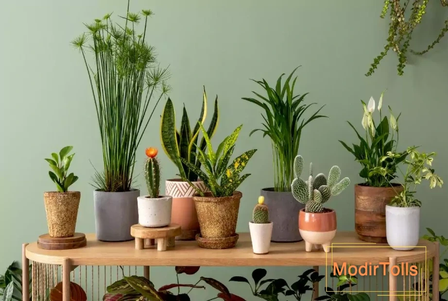 گیاهان آپارتمانی