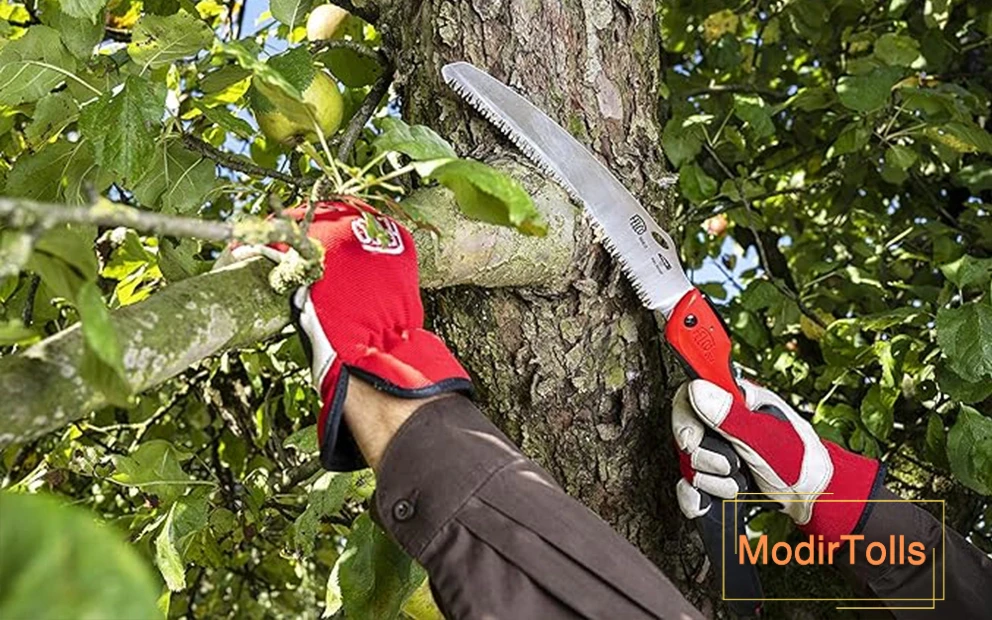 شاخه زن فلکو