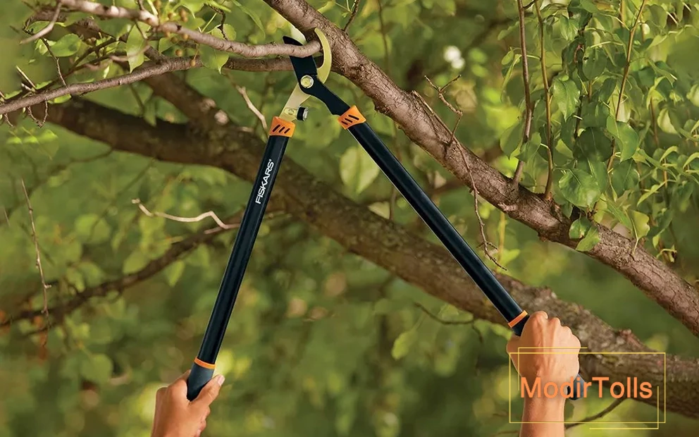 شاخه زن فیسکارس